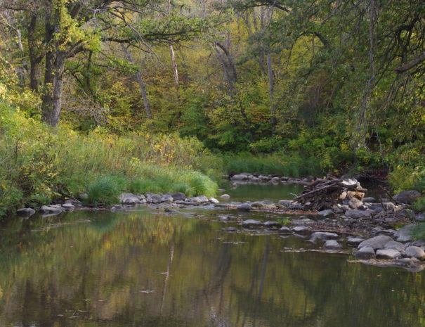 Cobb Creek winding through the woods