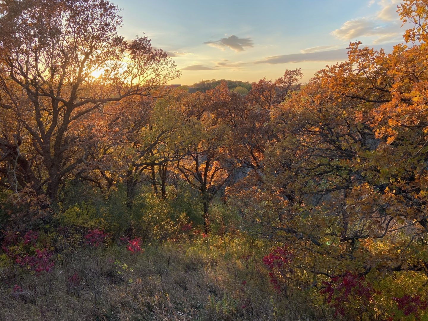 Oak savanna in golden autumn light